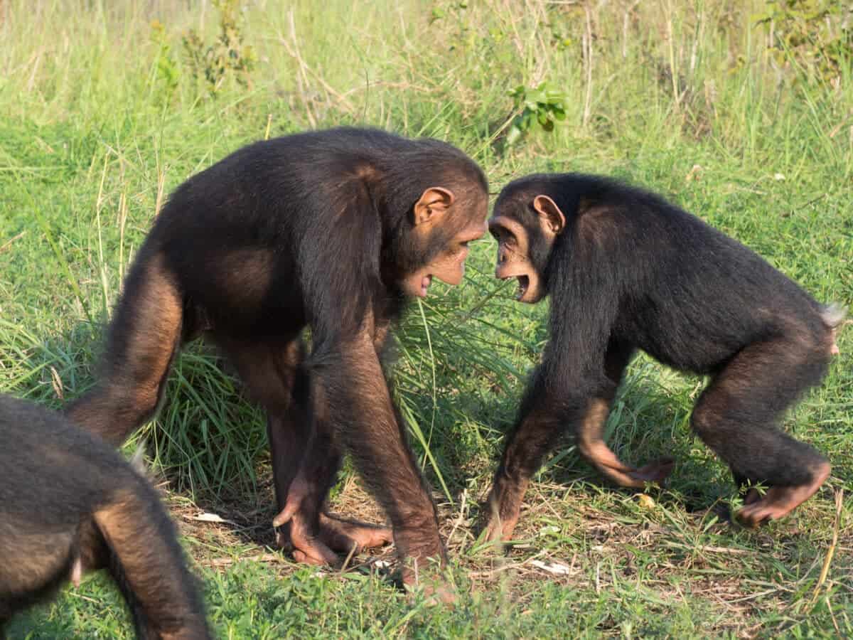 Chimpanzees