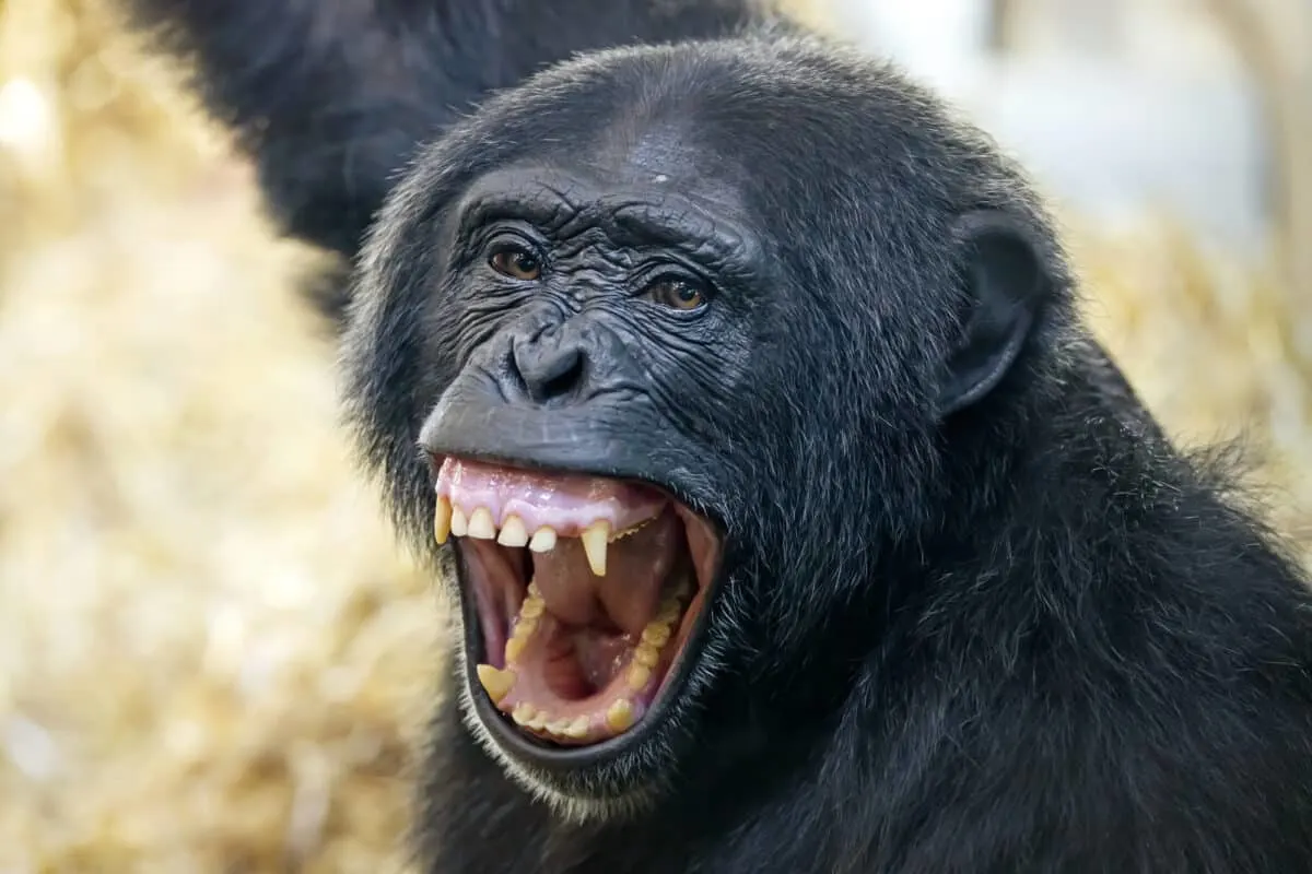 21 Animals That Are Smarter Than a 5-Year-Old - Animals Around The Globe