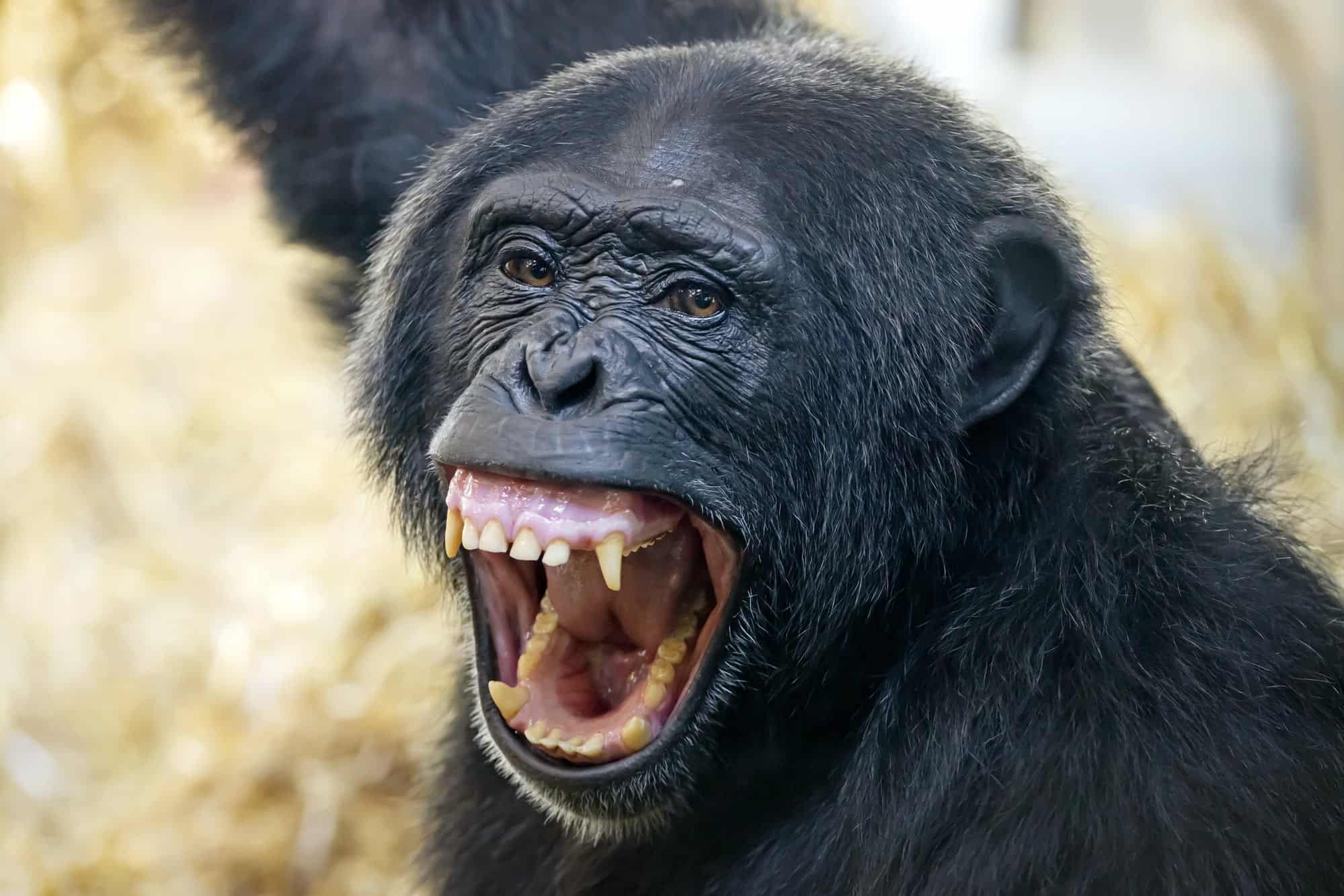 Meet The Largest Chimpanzee Animals Around The Globe