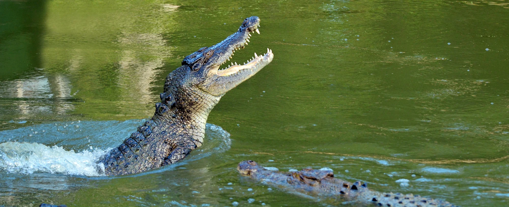 saltwater crocodile