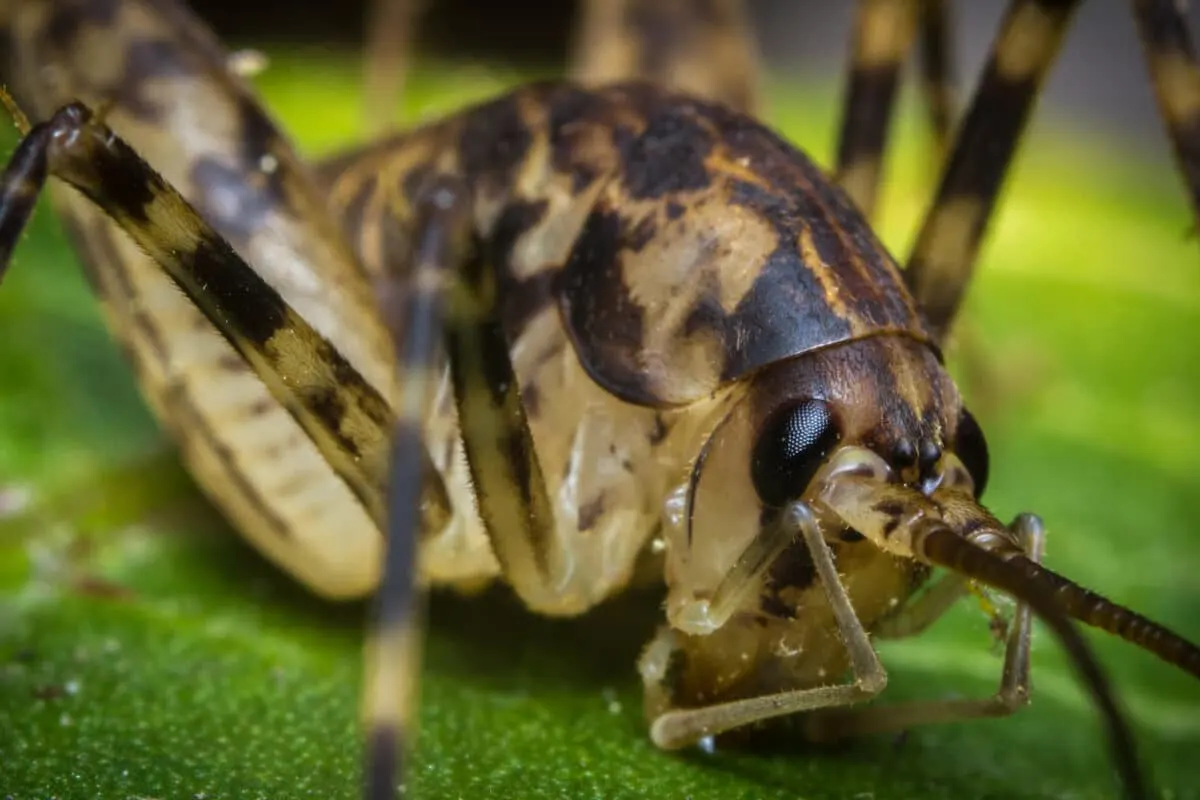 giant weta