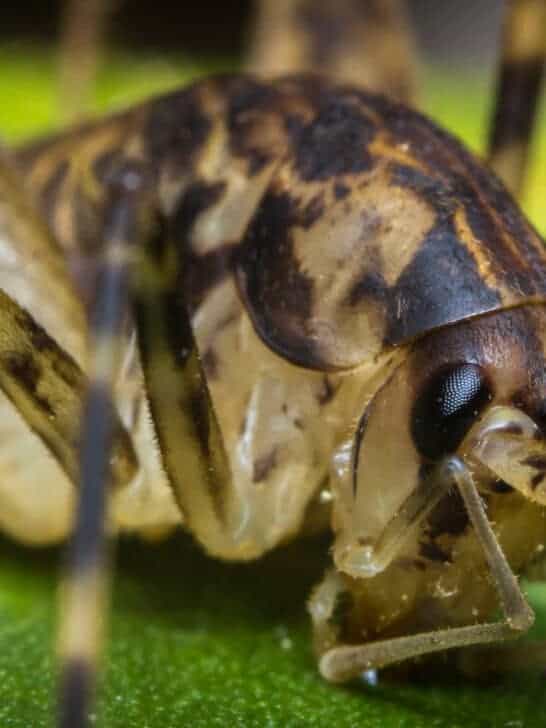 Uncover the Giant Weta the World&rsquo;s Heaviest Insect