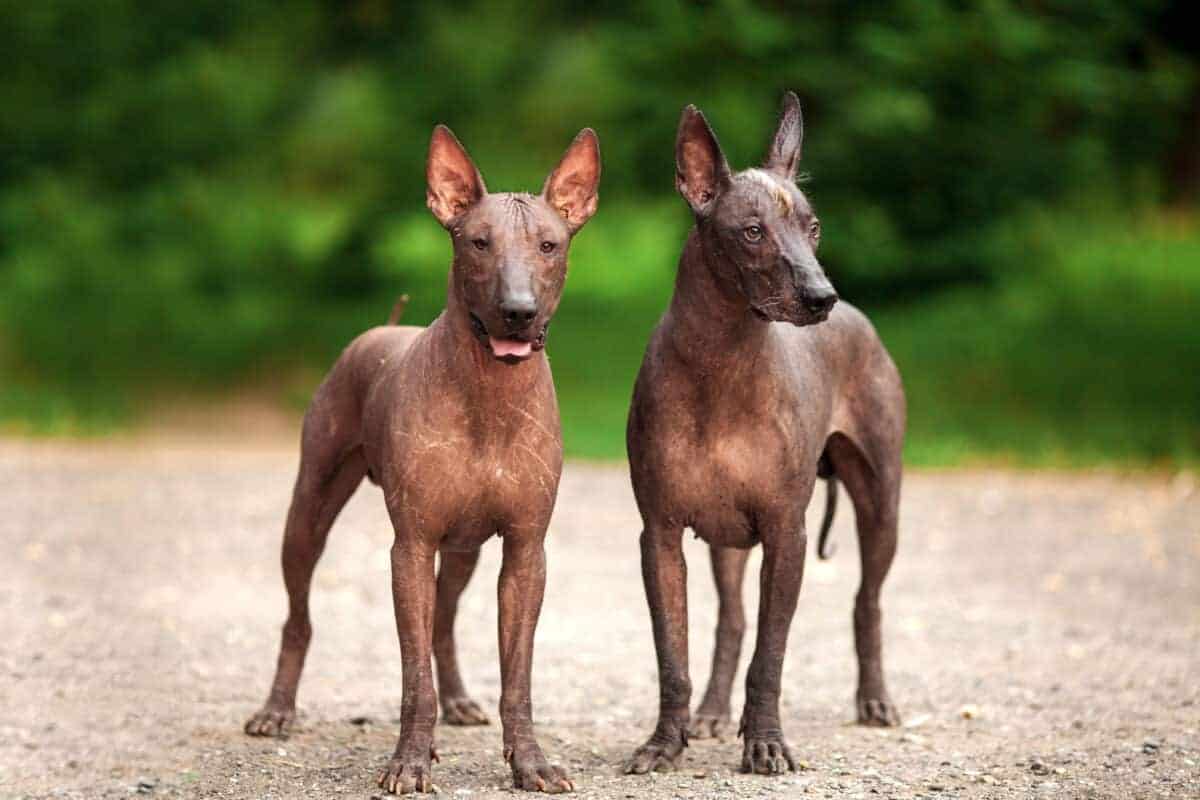 10 Unusual Dog Breeds