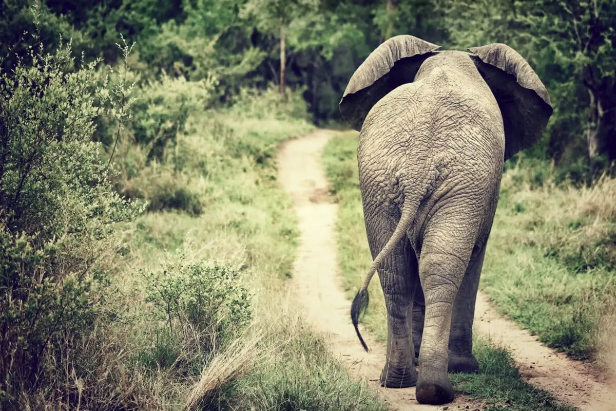Sugar-Loving Elephant Walks 6 Km for Sweets