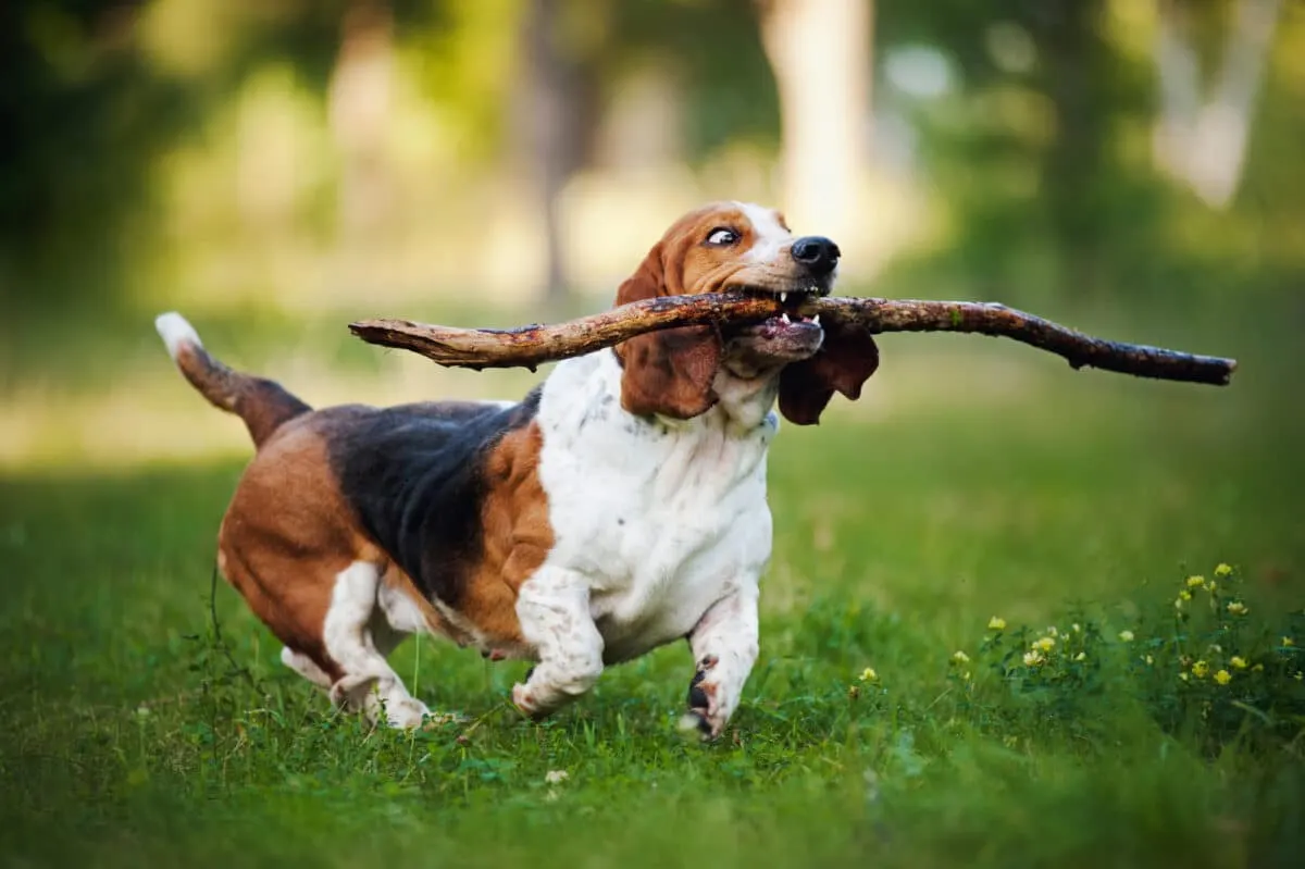 basset hound