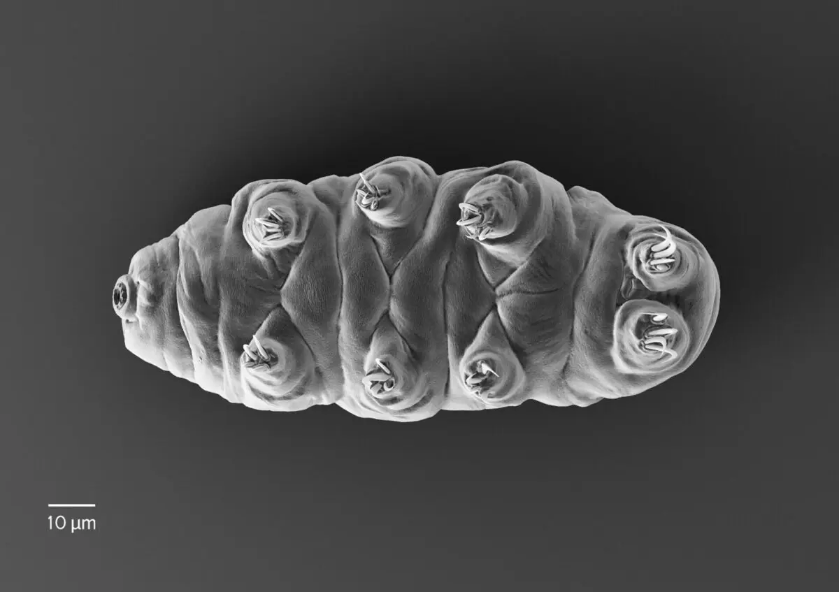 tardigrade