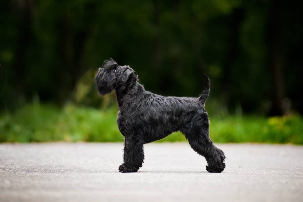 miniature schnauzer