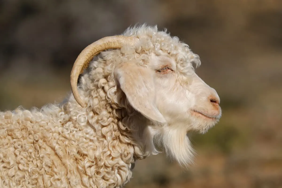  angora goat 