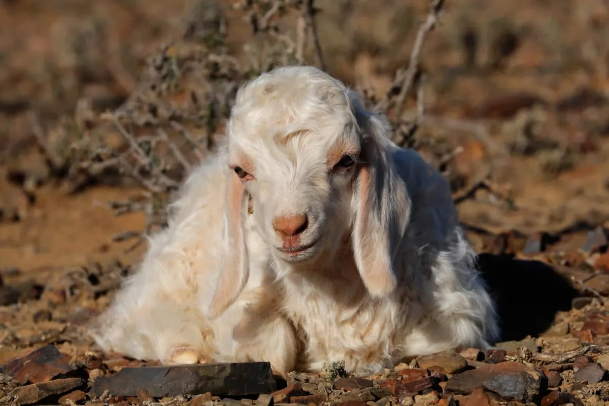 Angora goats