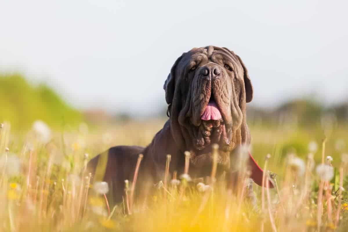 10 Unusual Dog Breeds