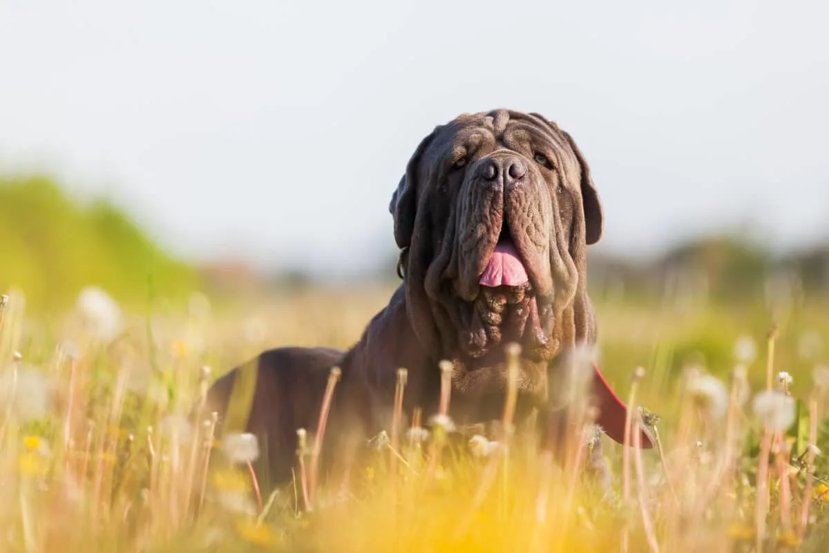 neapolitan mastiff