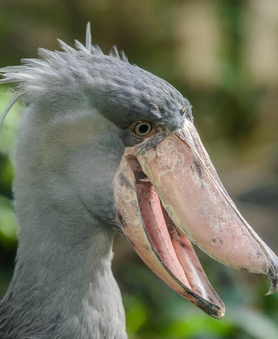 The 12 Scariest-Looking Animals Ever