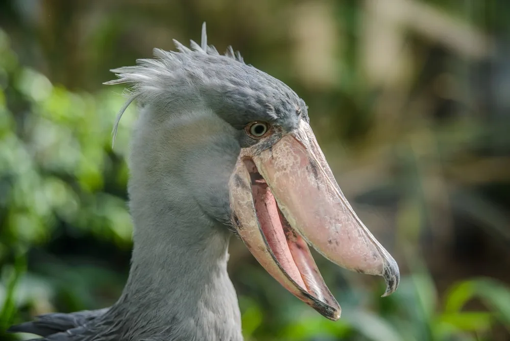 Shoebill Stork Image