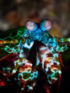 bruce lee vs. mantis shrimp