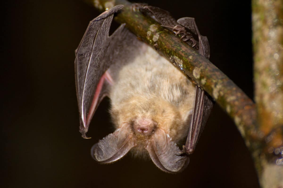 world's biggest bat colony