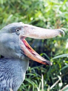 Shoebill Stork vs Crocodile