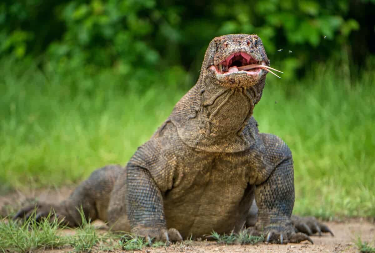 The Komodo Dragon is the the heaviest lizard on the planet