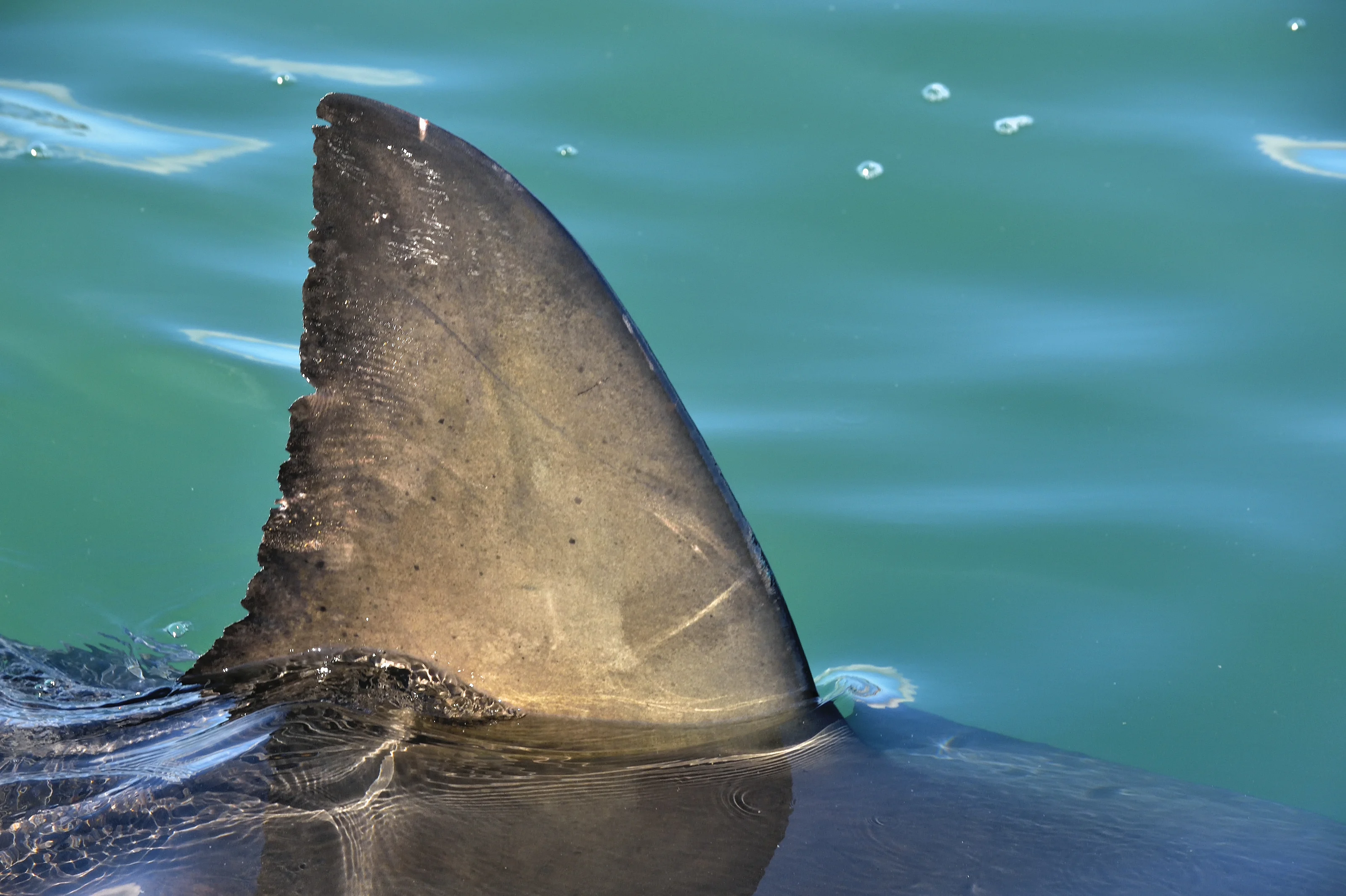 The Reasons for the Increase in Global Shark Attacks