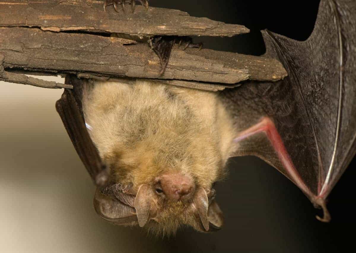 mexican free-tailed bat