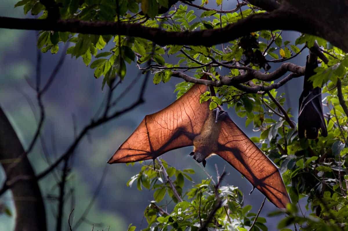 the largest bat in the world