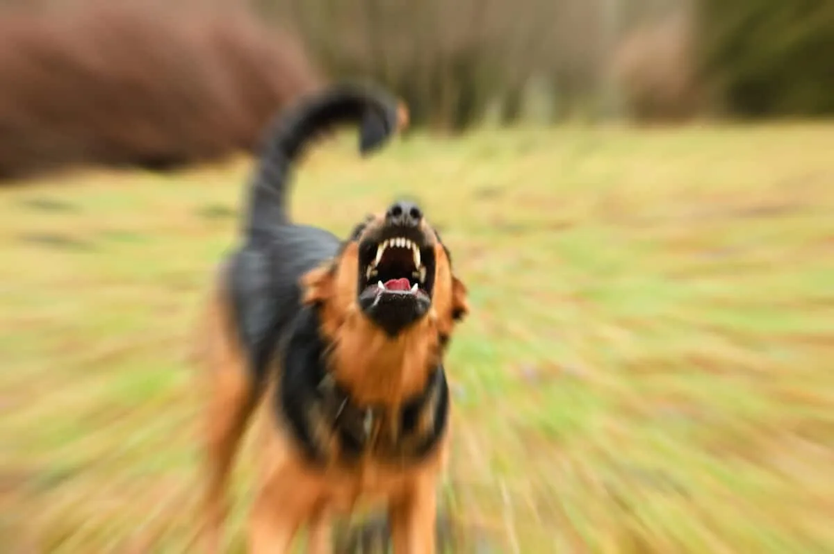 Incident That Claimed an Innocent Dog's Life