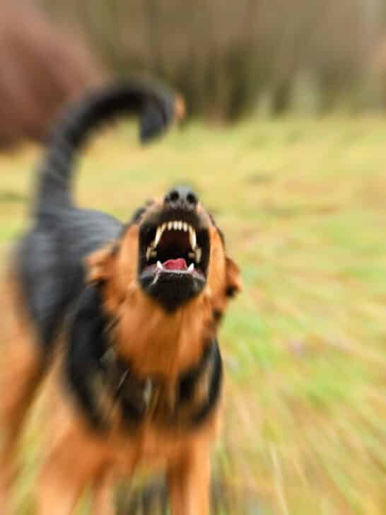 The Surprising Intelligence of Grumpy Dogs: A Comprehensive Study