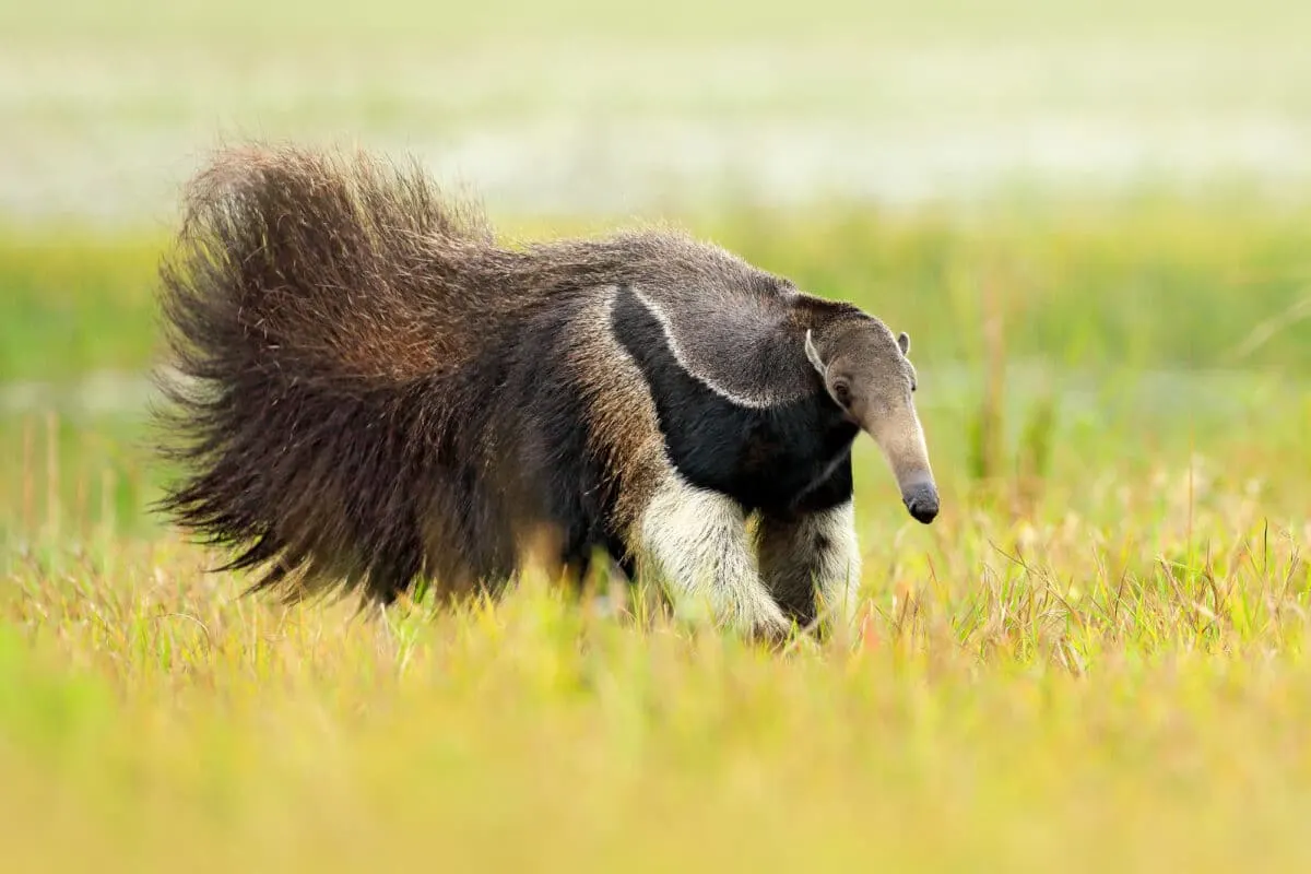 anteater