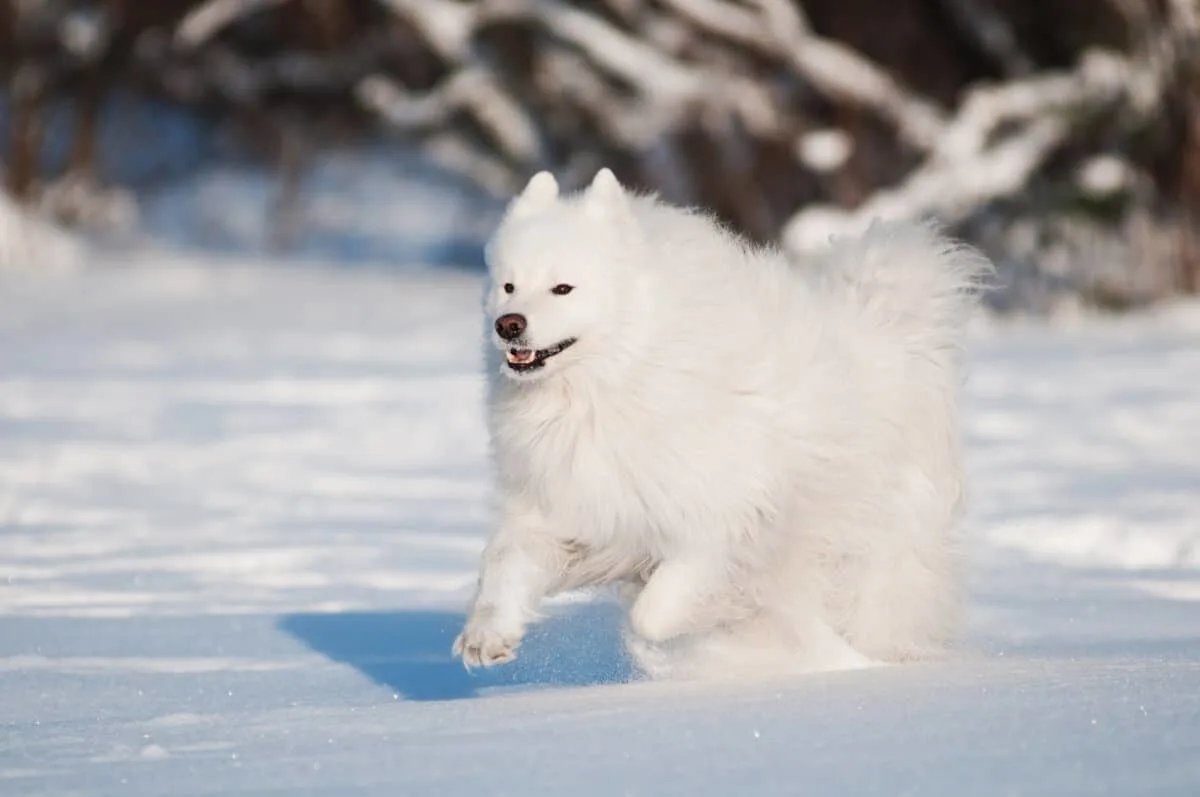Ездовая собака с пушистой белой шерстью 6. Самоед бежит. Самоед бежит по полю зимой. Самоед на поводке зимой на поле. Стая самоедов.
