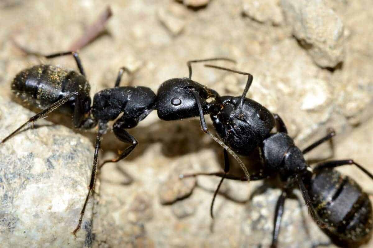 two bullet ants building