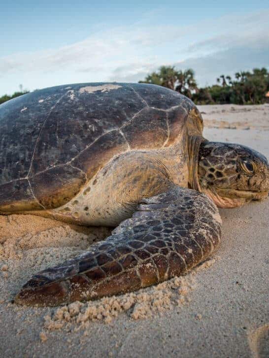 Meet the World’s Heaviest Reptile in 2023: The Leatherback Sea Turtle