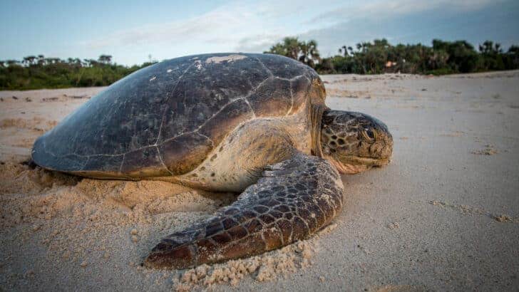 Meet the World’s Heaviest Reptile in 2023: The Leatherback Sea Turtle