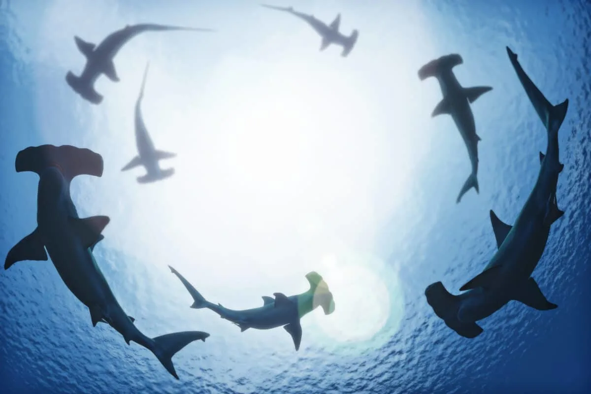 Hammerheads' Thrilling Visit in Alabama's Waters
