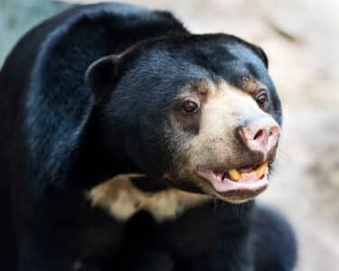 Facts About The Asiatic Black Bear
