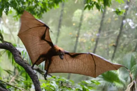 The Largest Bat in the World: The Majestic Flying Fox