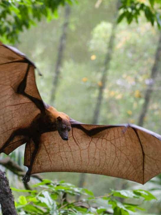 The Largest Bat in the World Has Wings That Stretch Over 5 Feet