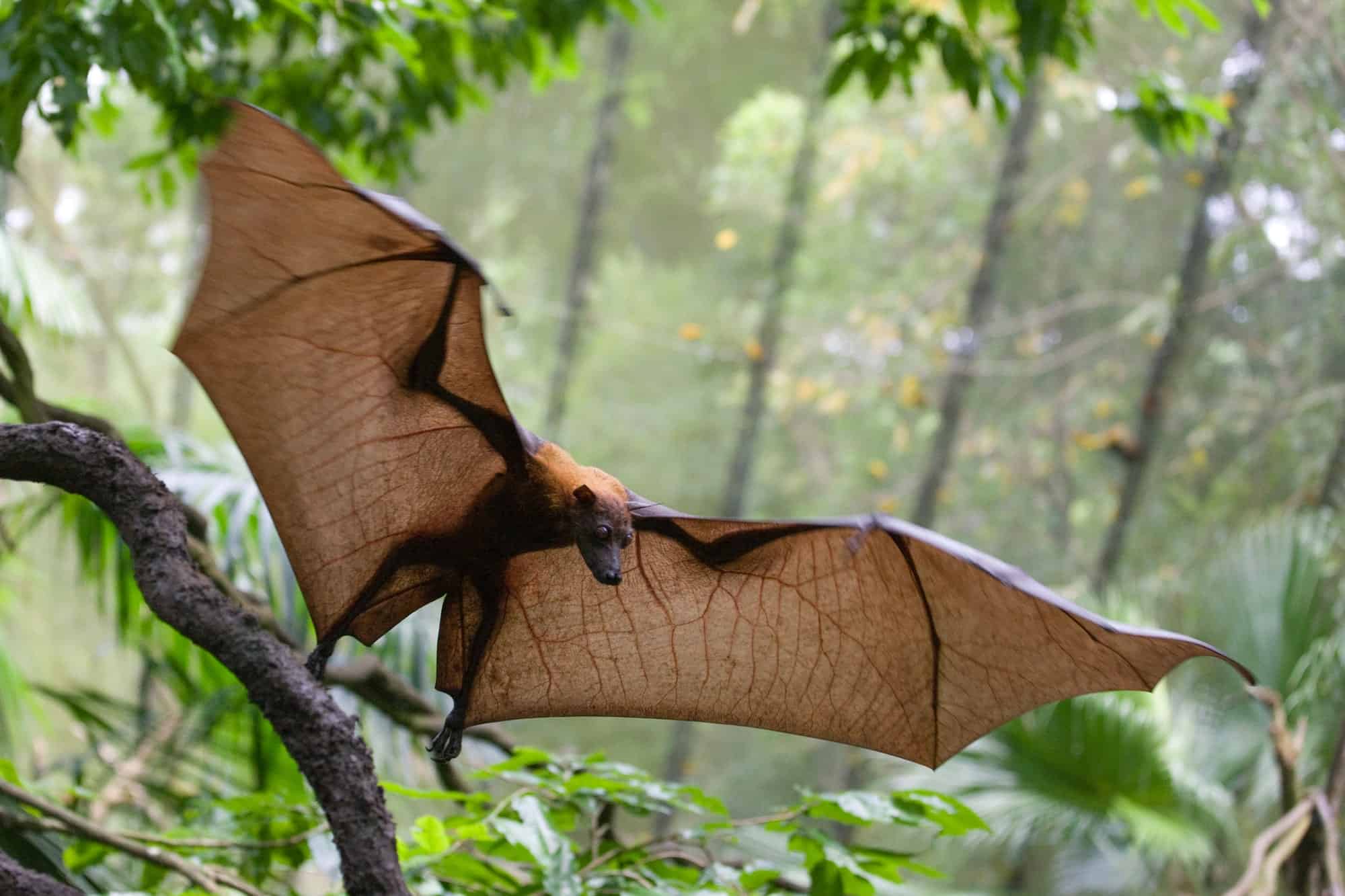 flying fox