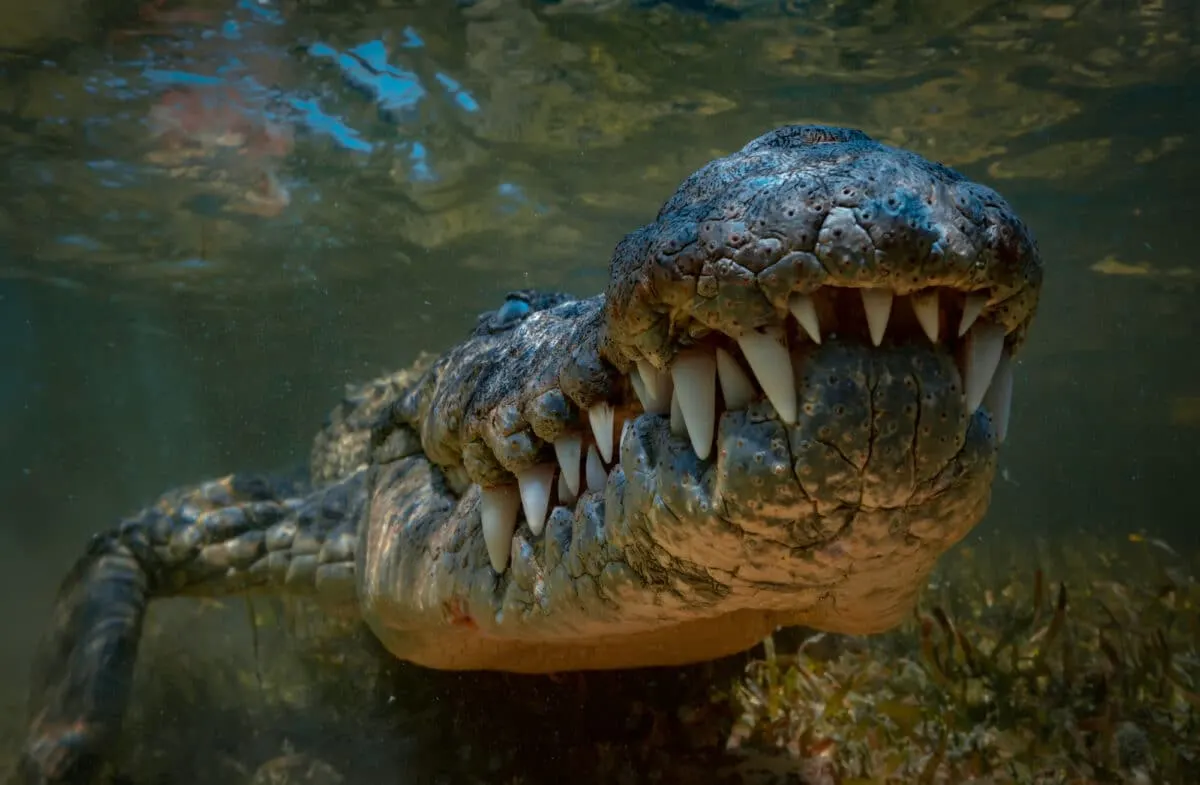 saltwater crocodile vs. african rock python