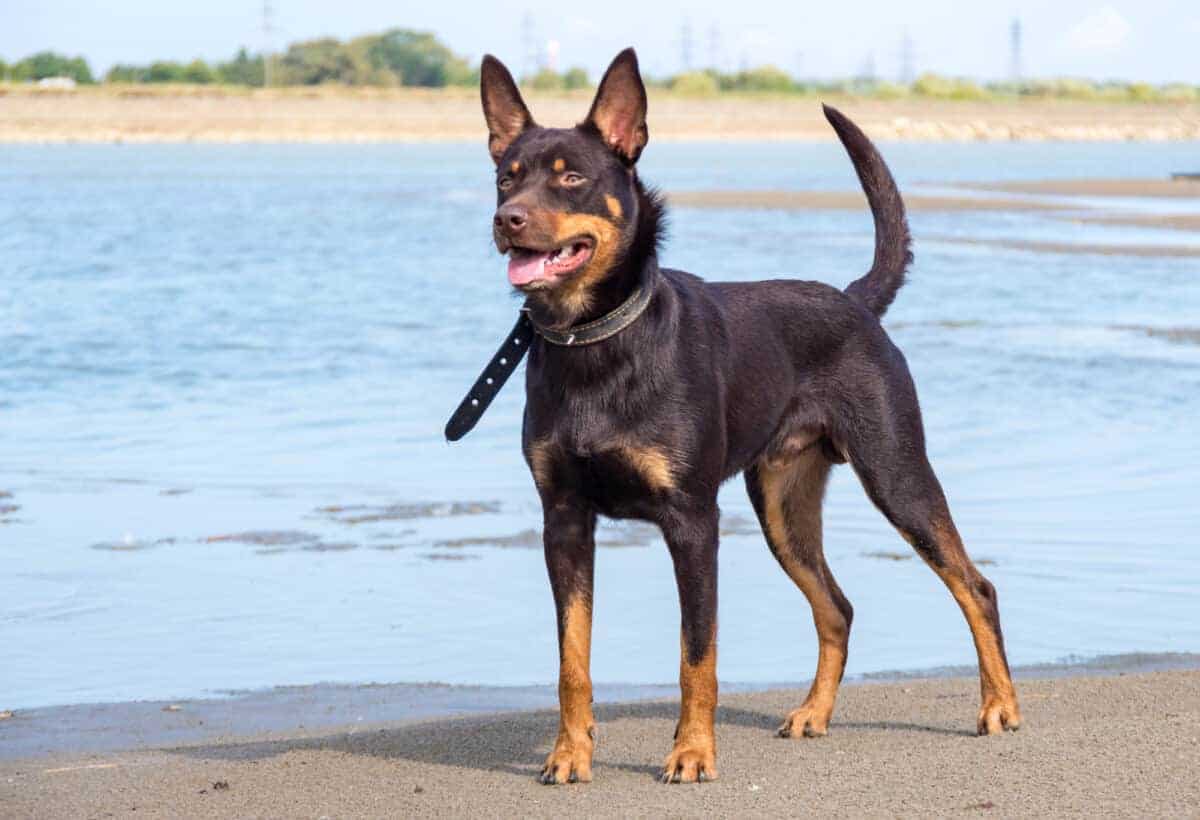  Australian Kelpie Dog