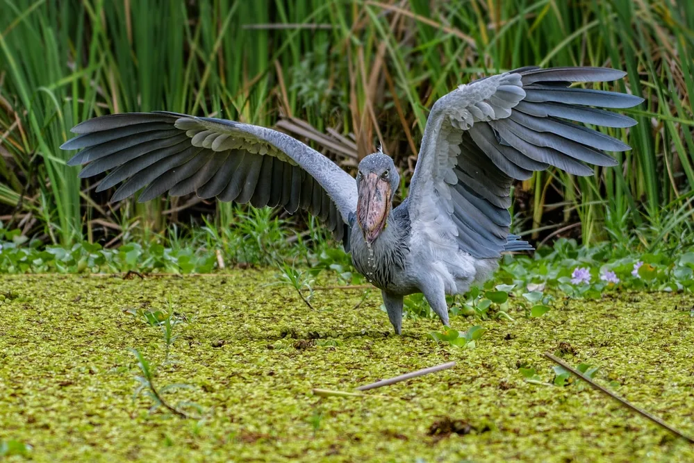 Shoebill Stork vs Crocodile Fight