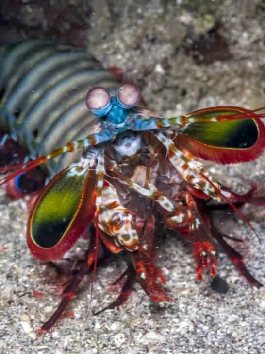 Largest Mantis Shrimp Ever Recorded