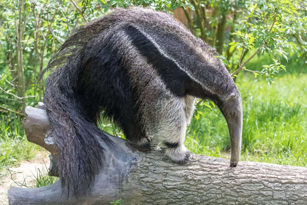 The Behaviour of Anteaters
