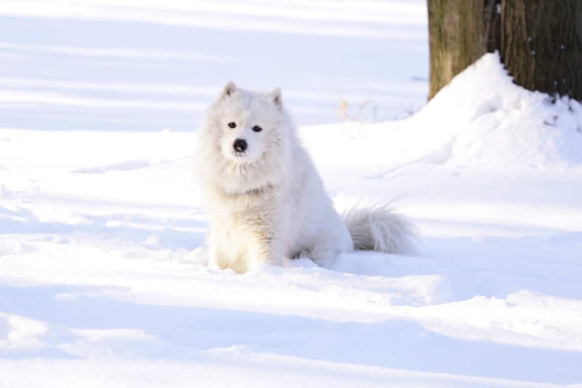 American Eskimo dog