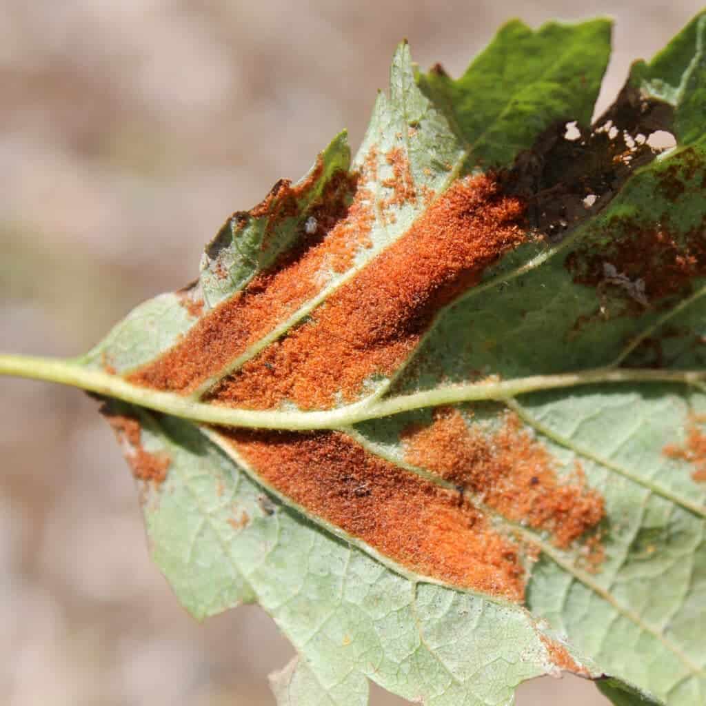 mite infested leaf
