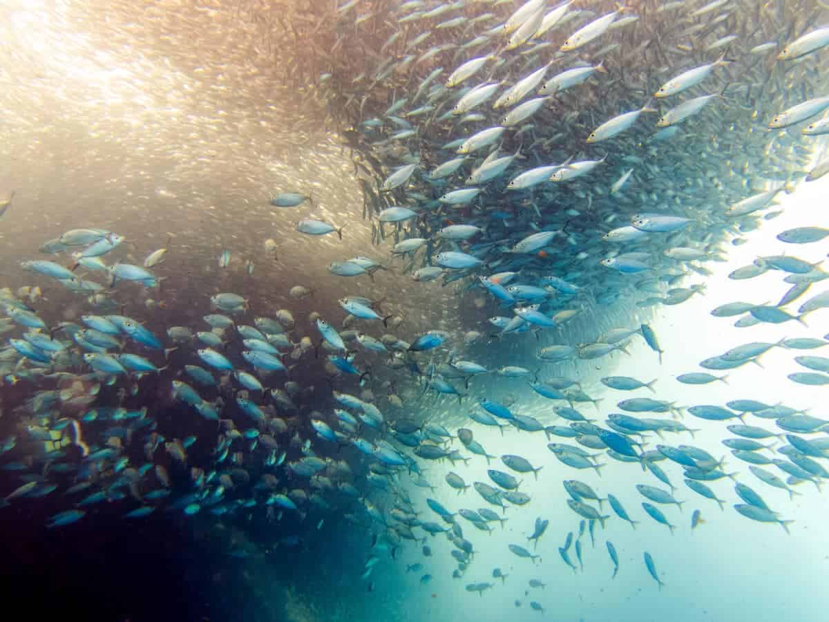 sardine run