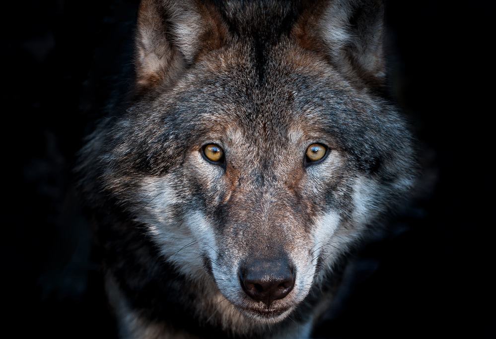Europe: Close up portrait of a european grey wolf on dark background via Depositphotos.