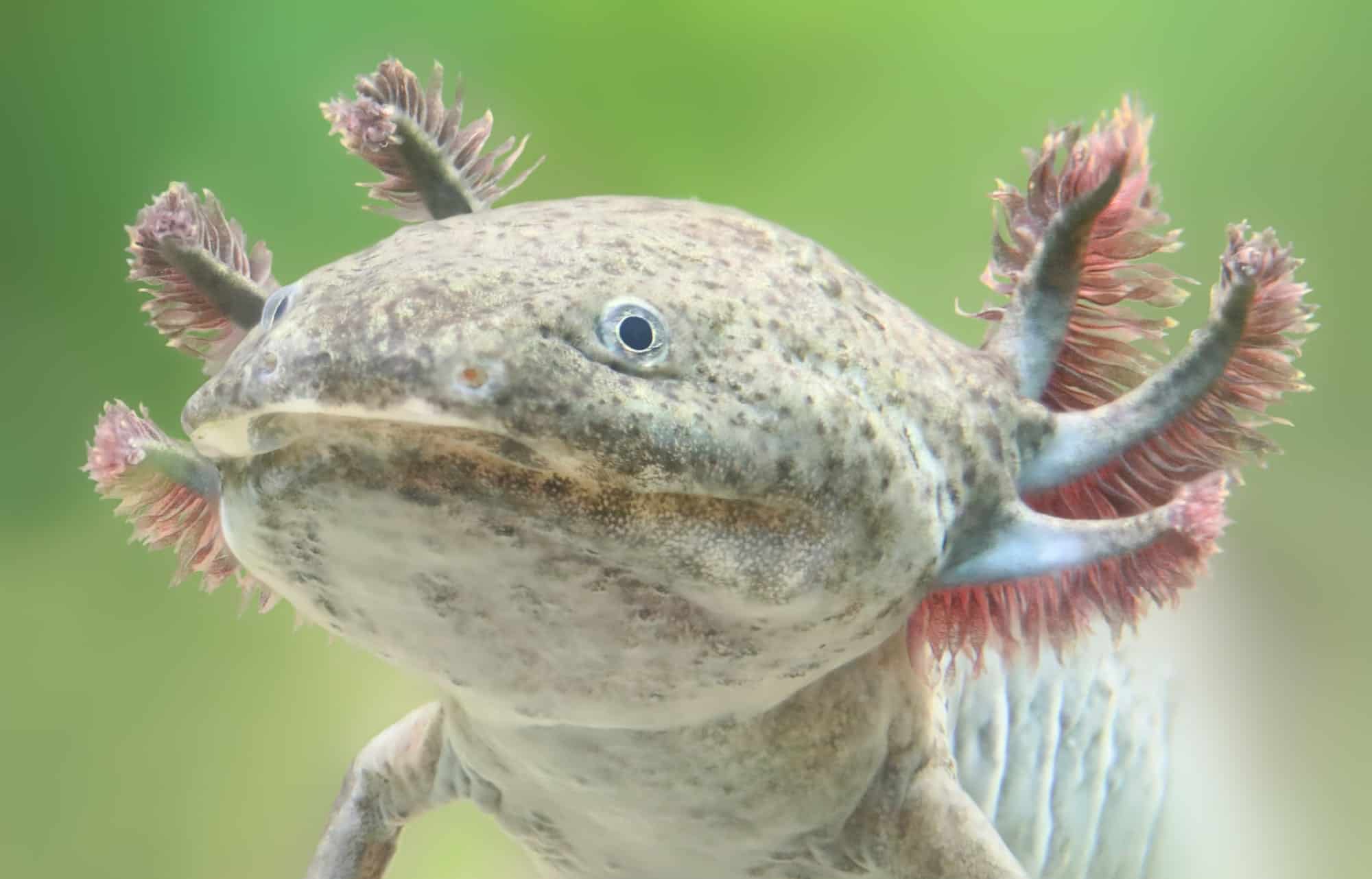 Axolotl's Regenerative Abilities
