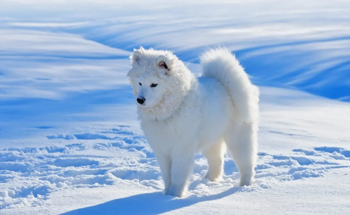 American Eskimo Dog