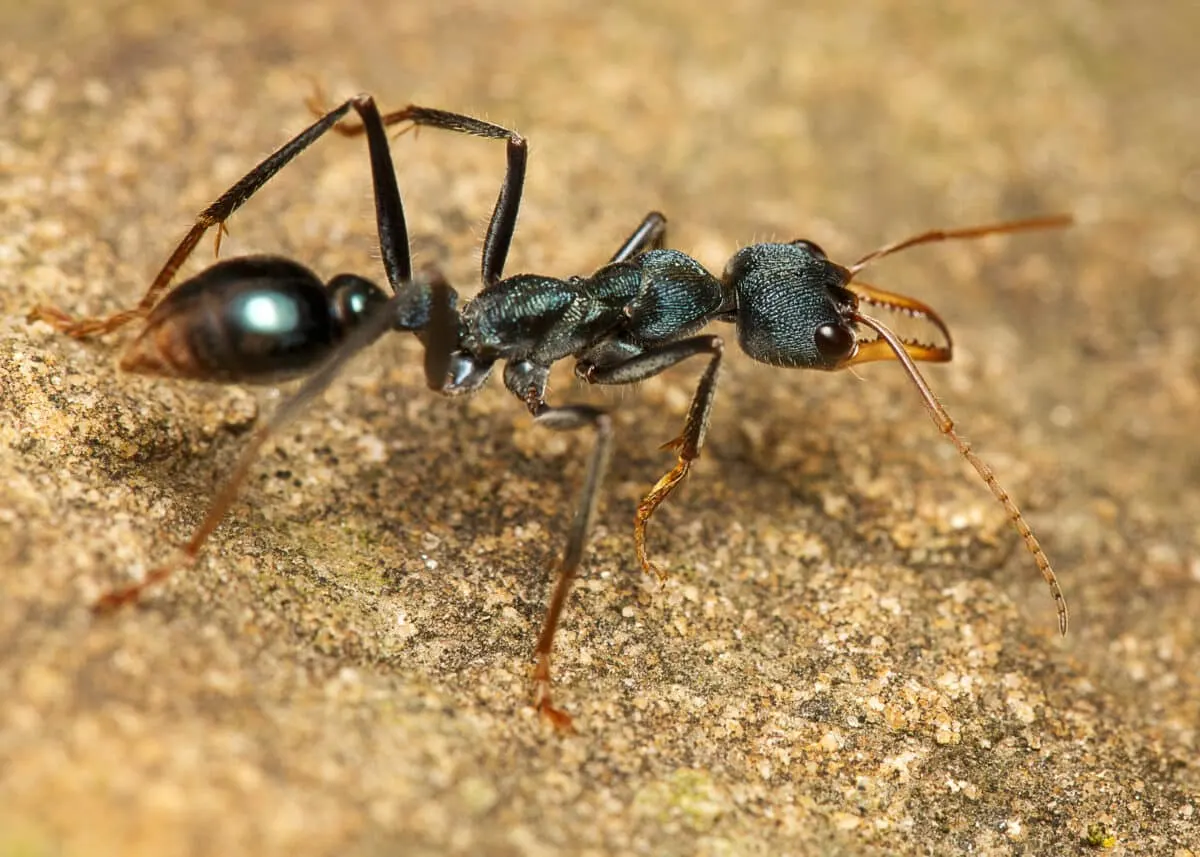 bullet ant