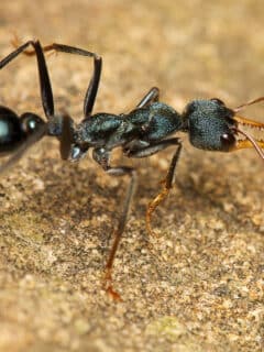 bullet ant 