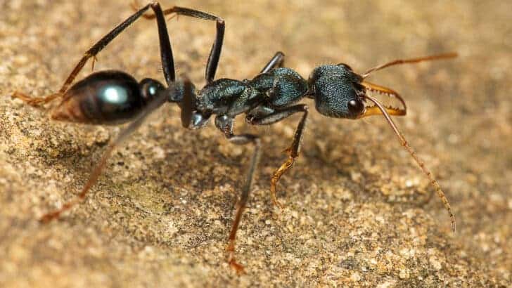 bullet ant
